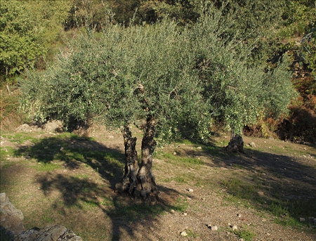 1280px-olea_europaea_20091017_2.jpg