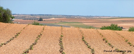 campos_de_el_toboso_(daviddaguerro).jpg