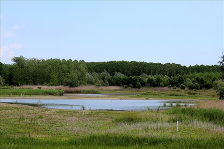 estany_de_sils_amb_aus.jpg